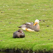 Falkland Steamer Duck