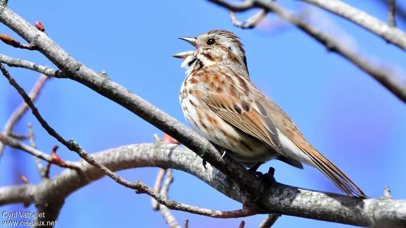 Song Sparrow male adult, song