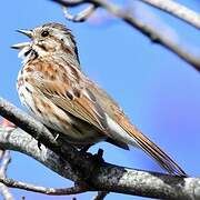 Song Sparrow