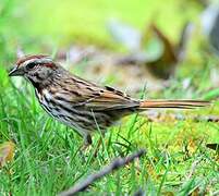 Song Sparrow