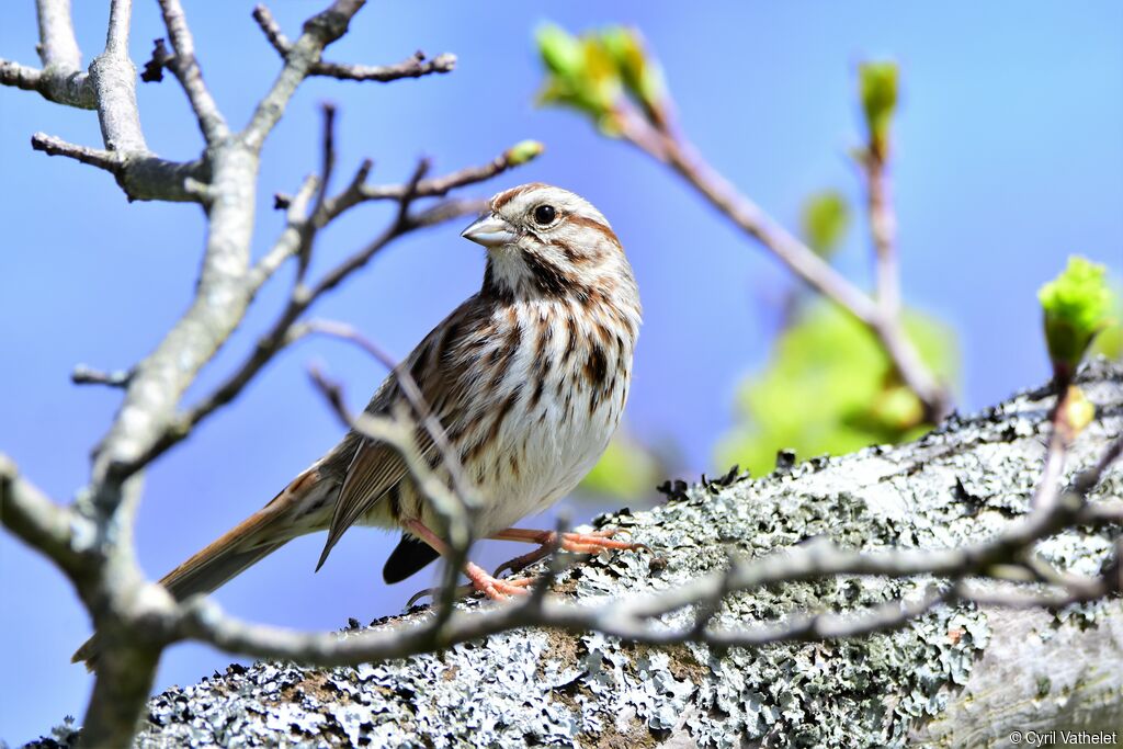 Song Sparrow, identification, aspect