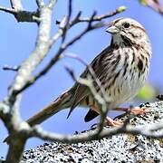 Song Sparrow