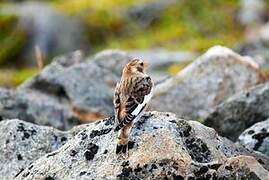 Snow Bunting