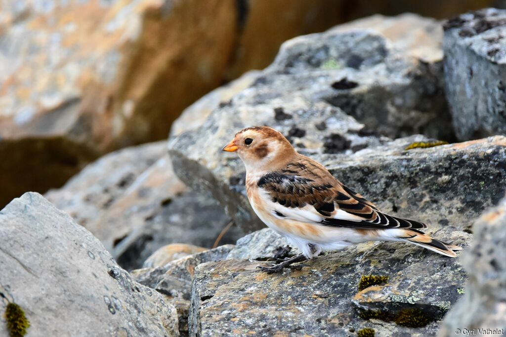 Bruant des neiges mâle, identification