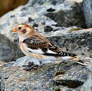 Snow Bunting