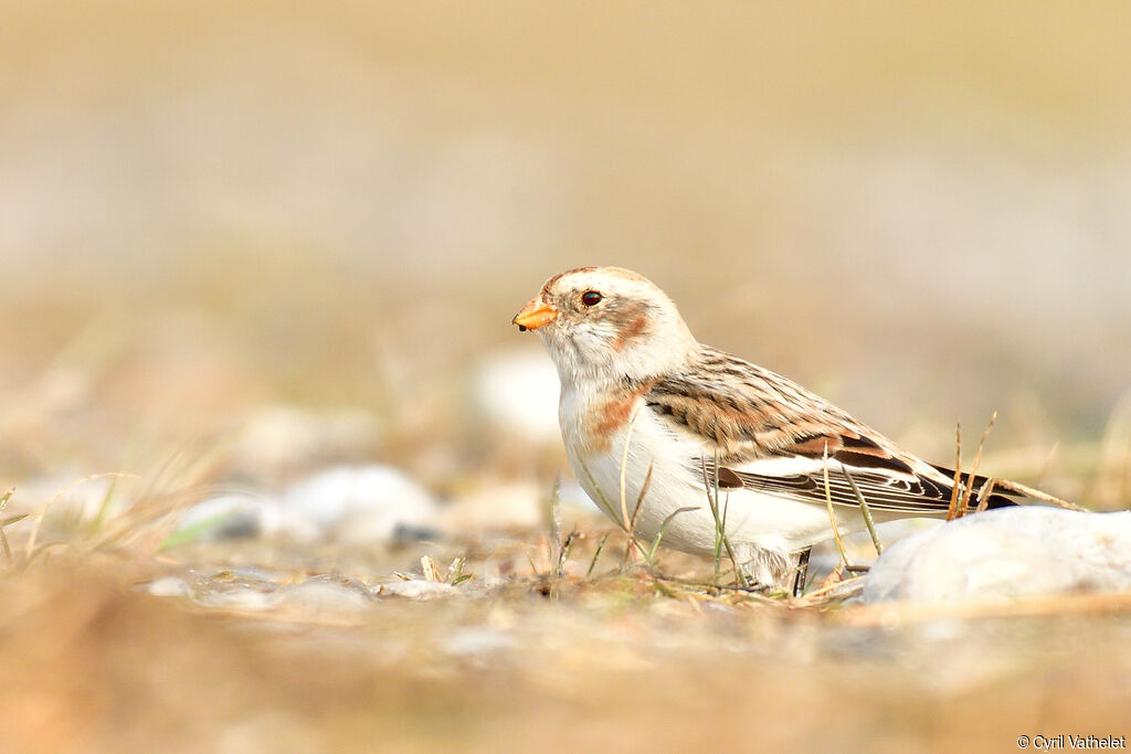 Snow Bunting male adult post breeding, identification, aspect, walking, eats