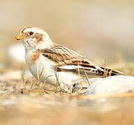 Snow Bunting