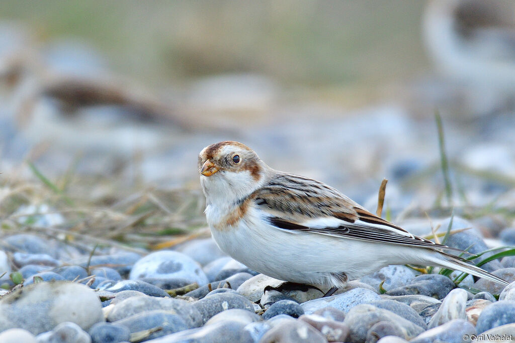 Snow Bunting female adult post breeding, identification, aspect, walking, eats