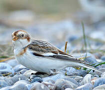 Snow Bunting