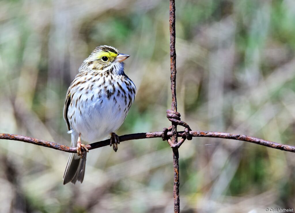 Savannah Sparrow, identification, aspect