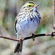 Savannah Sparrow