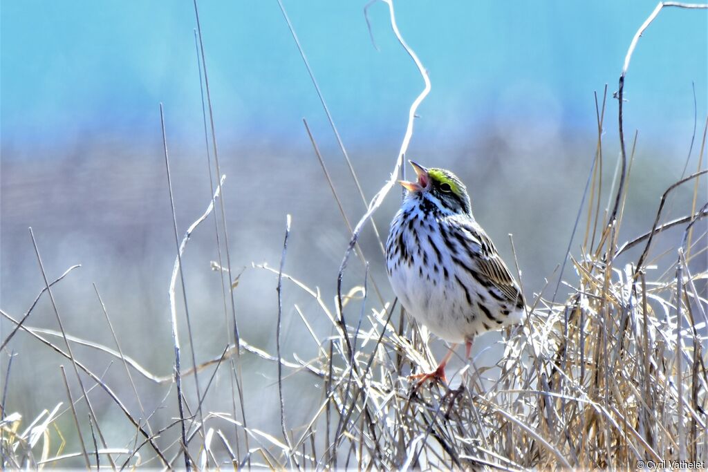 Savannah Sparrow, identification