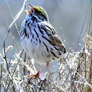 Savannah Sparrow