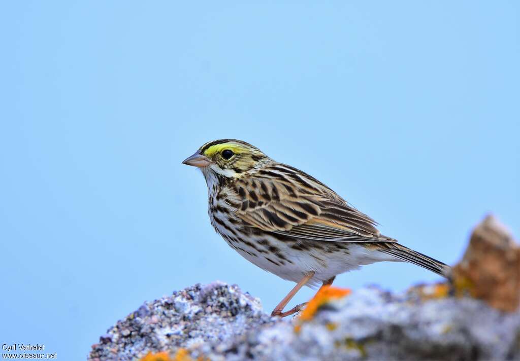 Savannah Sparrowadult breeding, identification