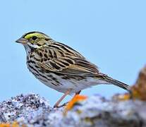 Savannah Sparrow