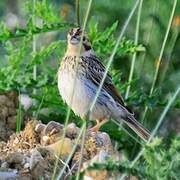 Corn Bunting