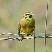 Cirl Bunting