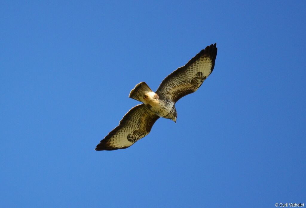 Common Buzzard, identification, aspect, Flight