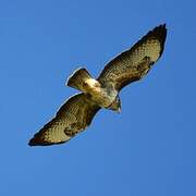 Common Buzzard