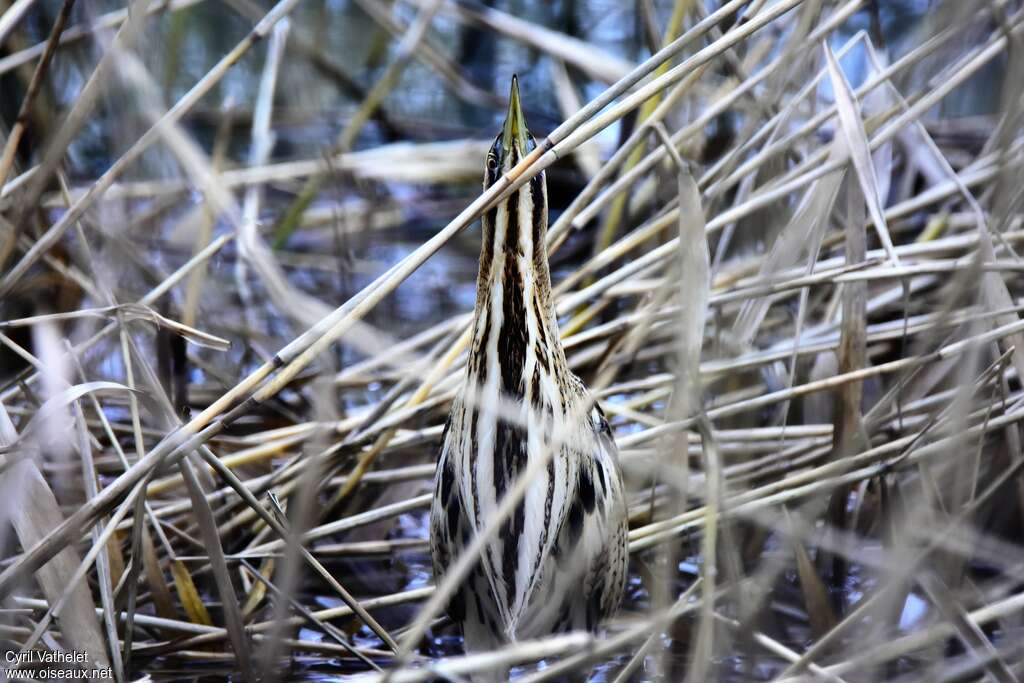 Butor étoilé, camouflage