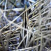 Eurasian Bittern