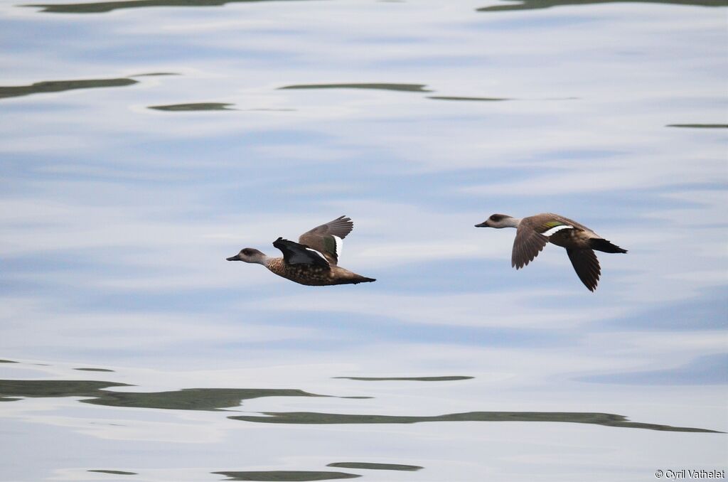 Canard huppéadulte, composition, Vol