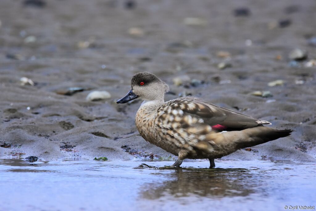 Canard huppé, identification, composition, pigmentation, marche