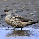 Canard huppé
