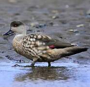 Crested Duck