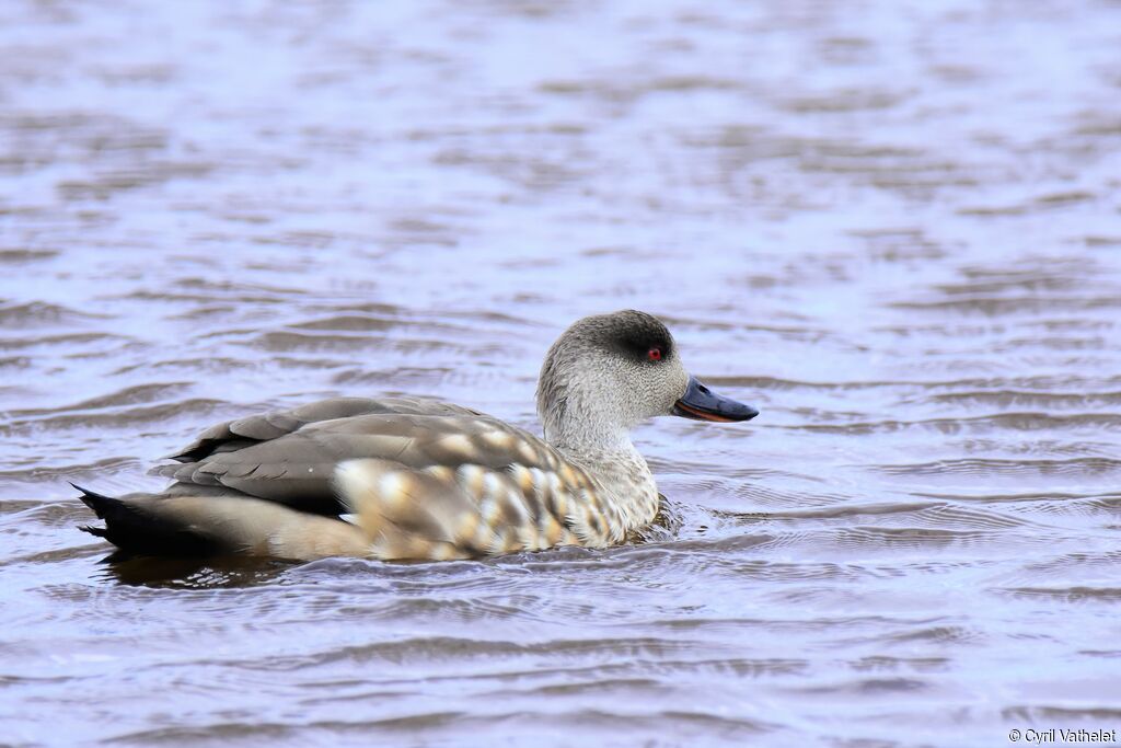 Crested Duck, identification, aspect, pigmentation, swimming