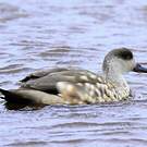 Canard huppé