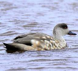 Canard huppé