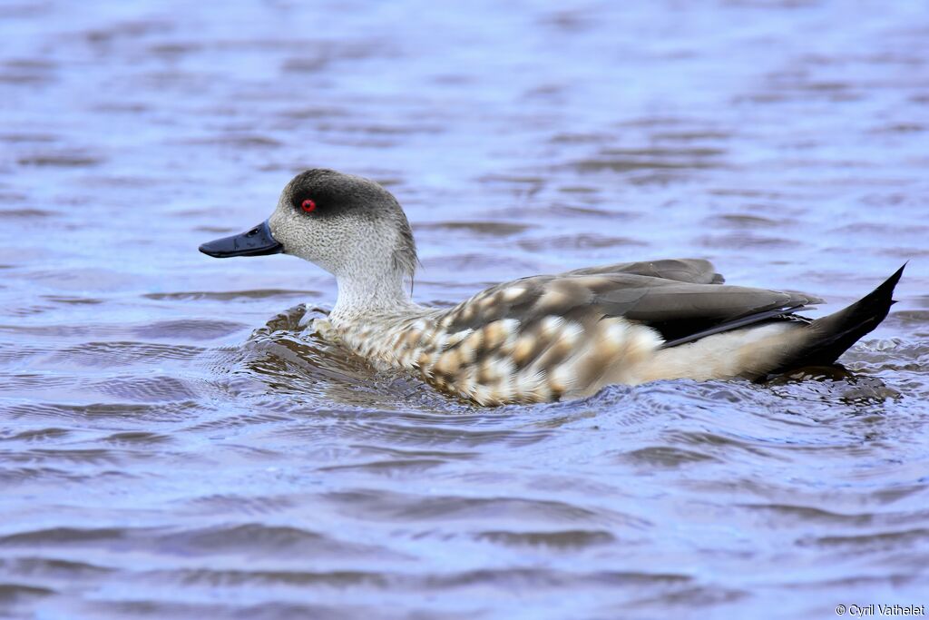 Crested Duck, identification, aspect, pigmentation, swimming