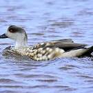 Canard huppé