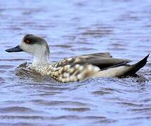 Canard huppé