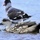 Canard huppé