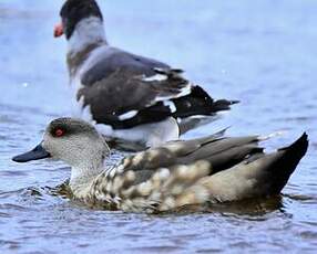 Canard huppé