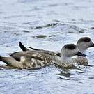 Canard huppé