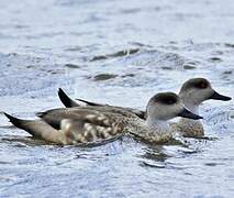 Crested Duck