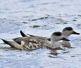 Canard huppé