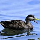 Canard noir