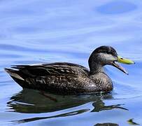 American Black Duck