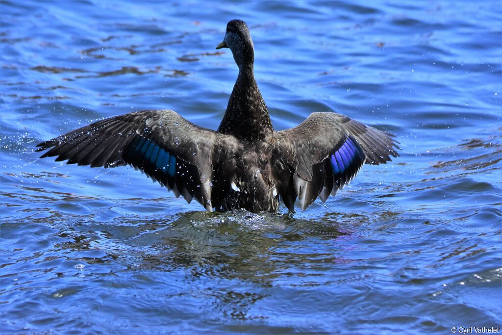 Canard noir, identification, composition