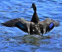 American Black Duck