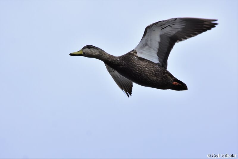 American Black Duck, Flight
