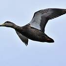 Canard noir