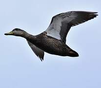 American Black Duck