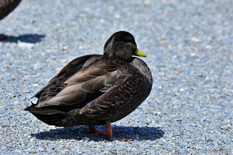 American Black Duck, identification, aspect