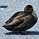 Canard noir