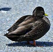 American Black Duck